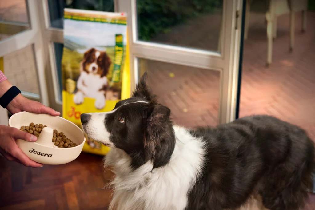 Pies o czarno-białej sierści oczekujący na miskę z karmą, którą podaje osoba, w tle opakowanie karmy Josera z wizerunkiem psa.