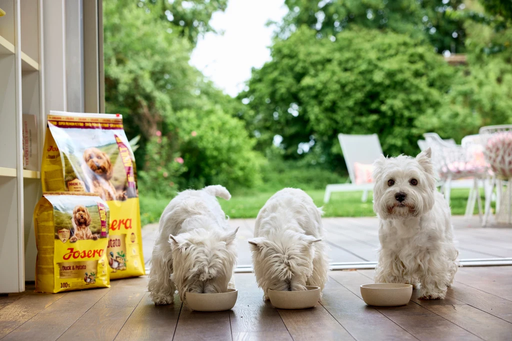 Trzy białe psy rasy West Highland White Terrier stoją na drewnianej podłodze przy drzwiach tarasowych, dwa z nich jedzą z misek, obok nich znajdują się opakowania karmy dla psów, w tle widoczne zielone rośliny i tarasowe krzesła.