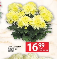 Хризантема