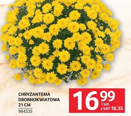Хризантема