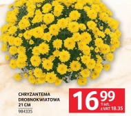Хризантема