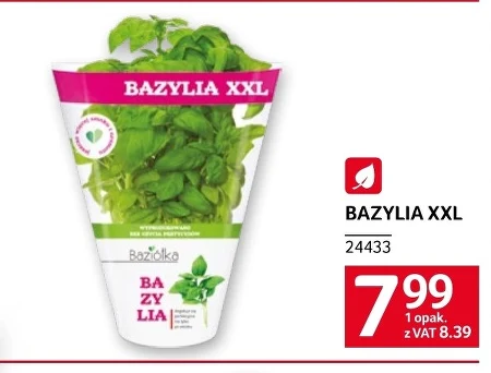 Bazylia