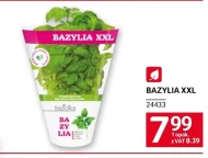Bazylia