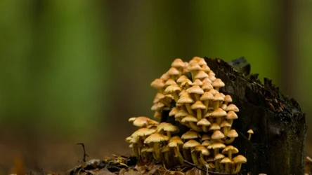 Opieńka miodowa to wyjątkowy grzyb, który wymaga odpowiedniego przygotowania