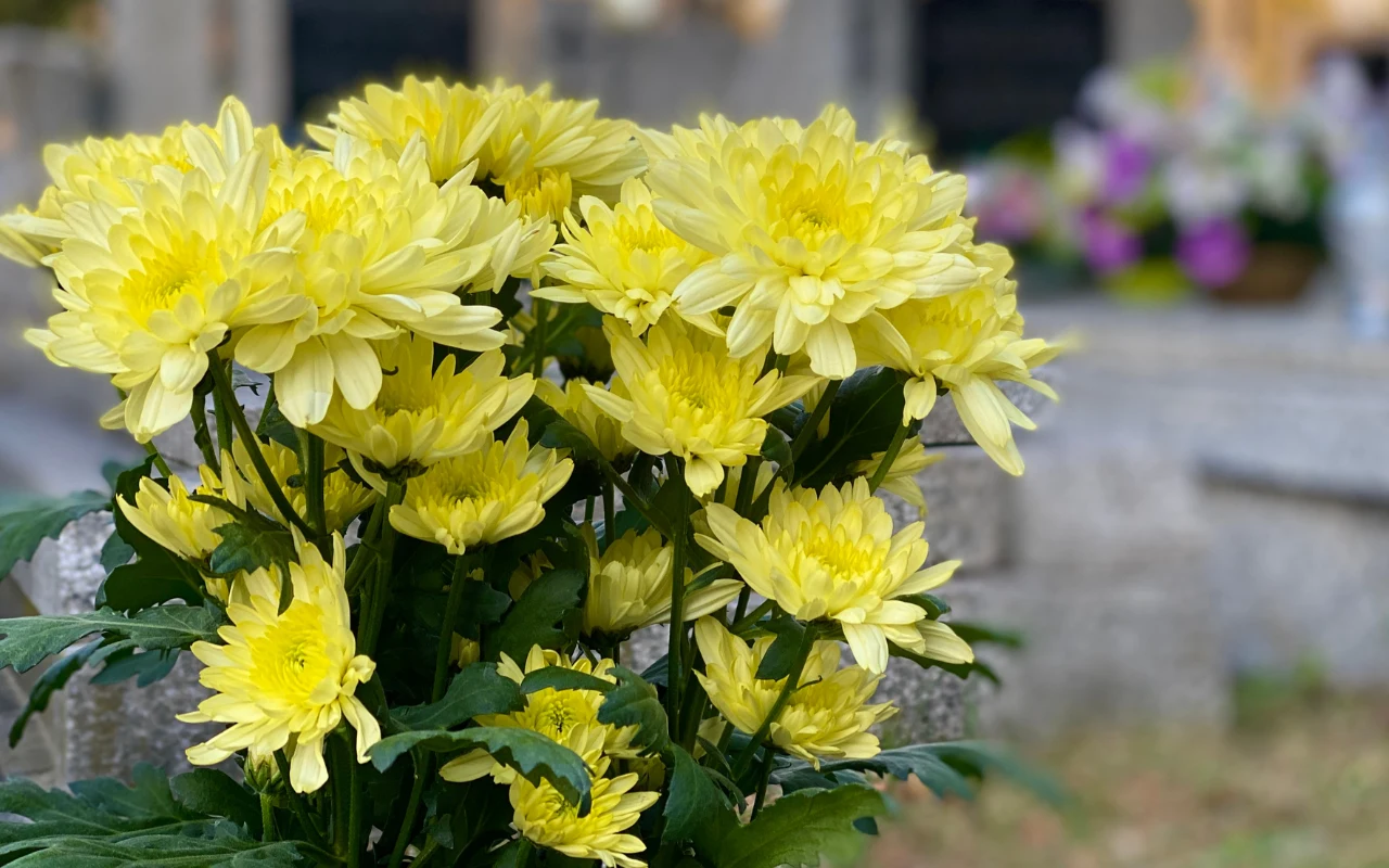 Jak przedłużyć świeżość ciętych chryzantem w wazonie? Tak postoją w domu lub na cmentarzu nawet i miesiąc