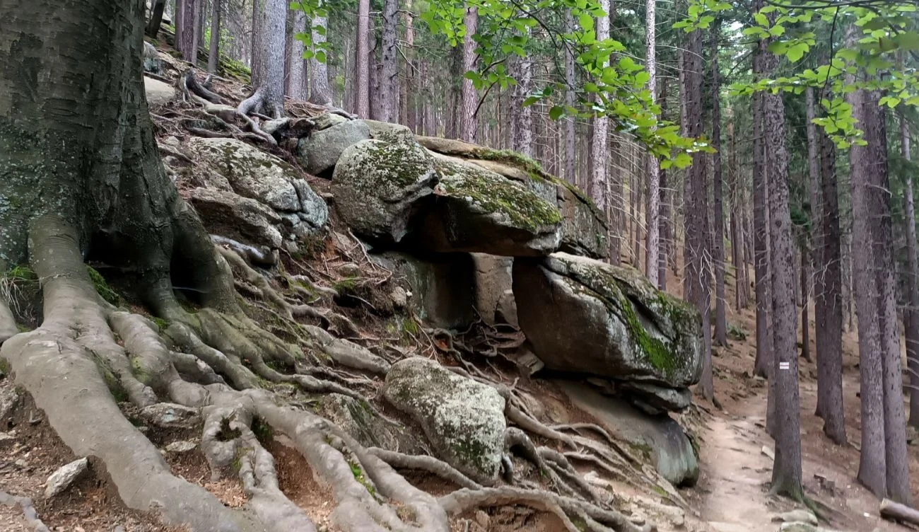 Szlak na Karpatkę wiedzie przez piękny las z ciekawymi formacjami skalnymi Szlak na Karpatkę wiedzie przez piękny las z ciekawymi formacjami skalnymi