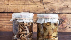 Te grzybki są znacznie lepsze, niż marynowane. Na Podhalu jedzą je wszyscy