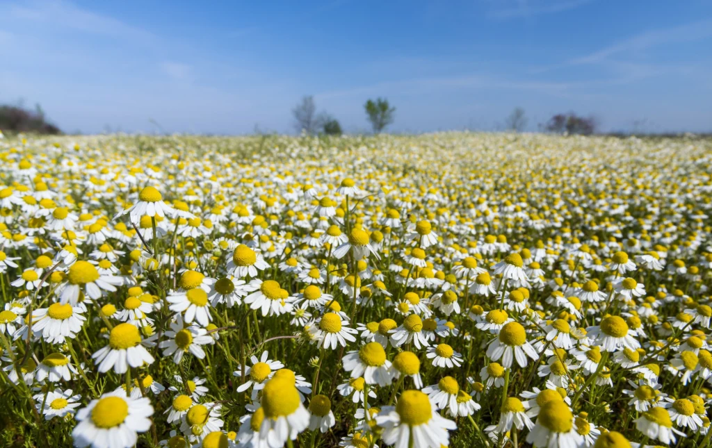 Siedliska przyrodnicze tworzące węgierską pusztę podlegają ochronie w europejskiej sieci Natura 2000 Pole pełne kwitnącego rumianku z żółtymi środkami i białymi płatkami, rozciągające się aż po horyzont pod błękitnym niebem z delikatnymi chmurami.