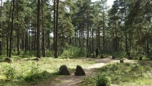 W tych polskich lasach można spotkać trufle. Ich cena zwala z nóg