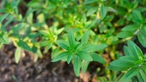 Ta roślina działa lepiej, niż odświeżacz powietrza. W całym domu będzie pachniało