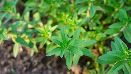 Werbena cytrynowa słynie z pięknego zapachu. 