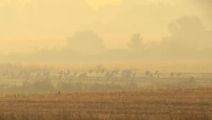 Ścieżka Czahary: natura i spokój w sercu Poleskiego Parku Narodowego