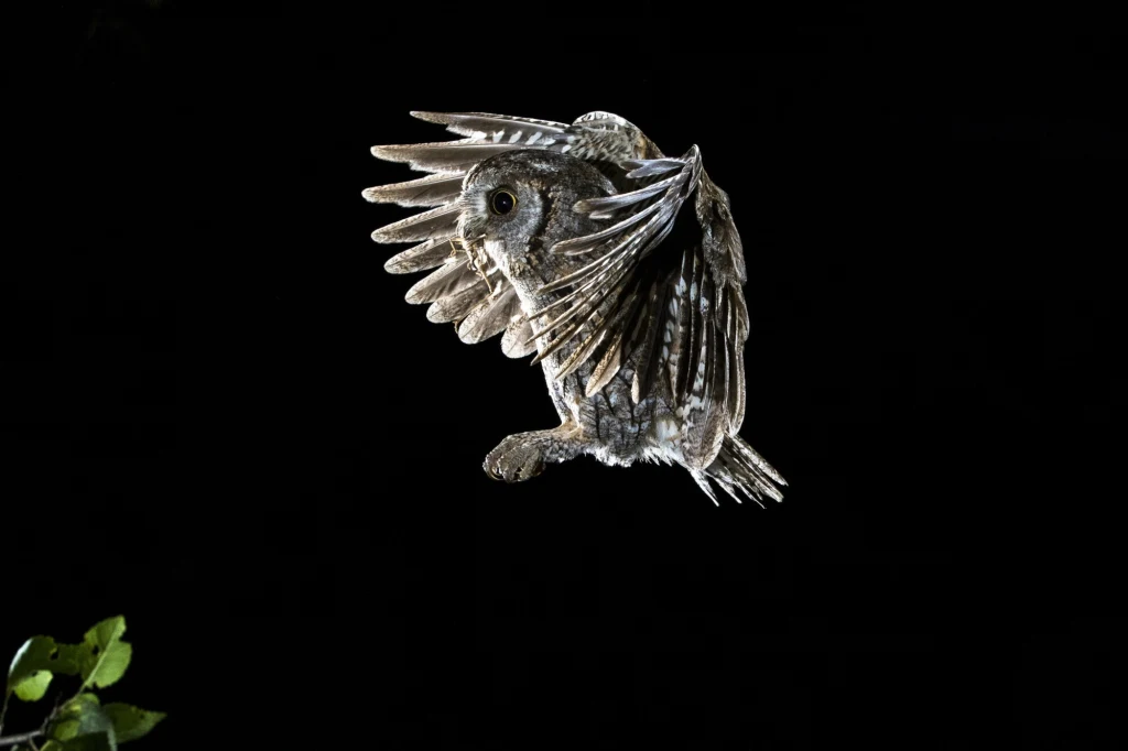 Syczek to gatunek średniej wielkości ptaka z rodziny puszczykowatych