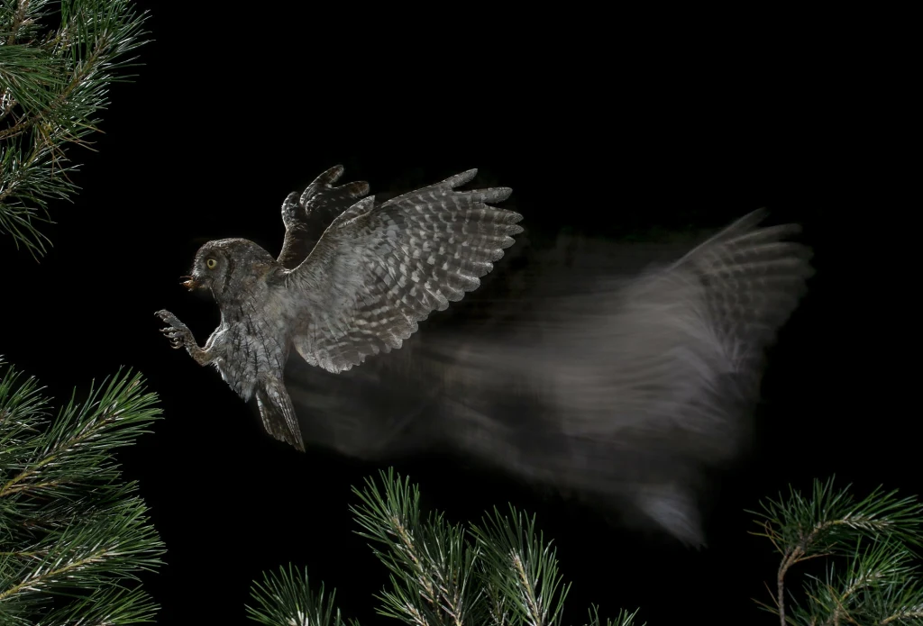 Sowa w locie pomiędzy gałęziami sosny na tle czarnego nieba, efekt rozmycia podkreślający ruch skrzydeł.