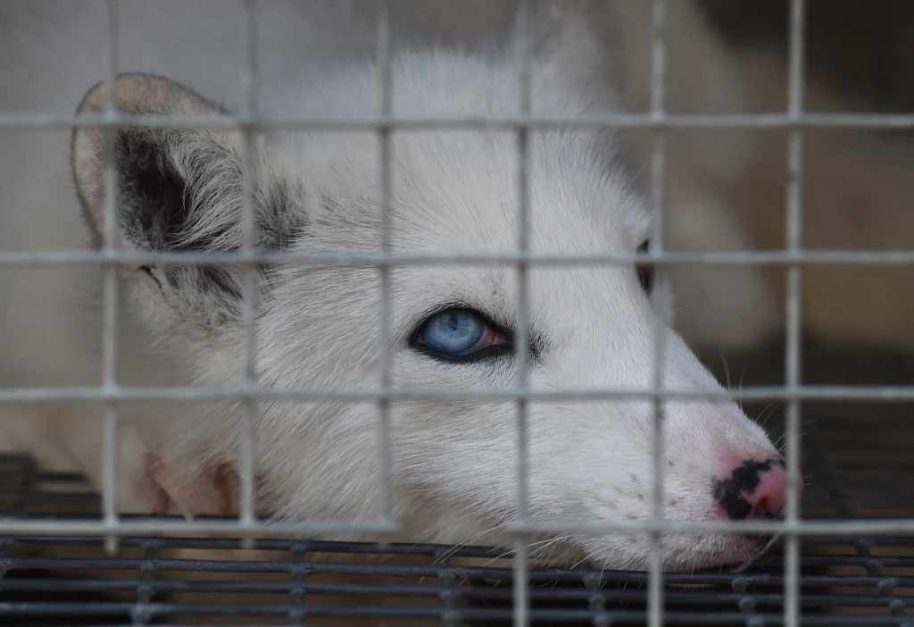 Lis na fermie hodowlanej Lis na fermie hodowlanej