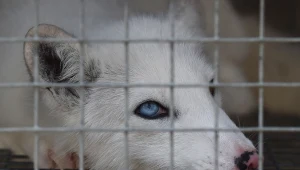 Hodowczyni lisów skazana. Aktywiści czekają na ruch Sejmu