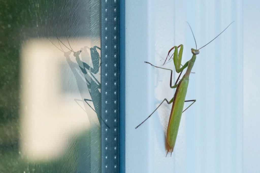 Na uniwersytecie w Innsbrucku opracowano nową metodę monitoringu populacji owadów 