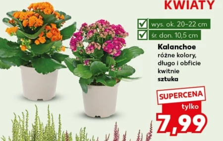 Каланхое