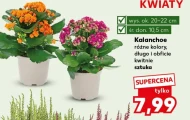 Каланхое