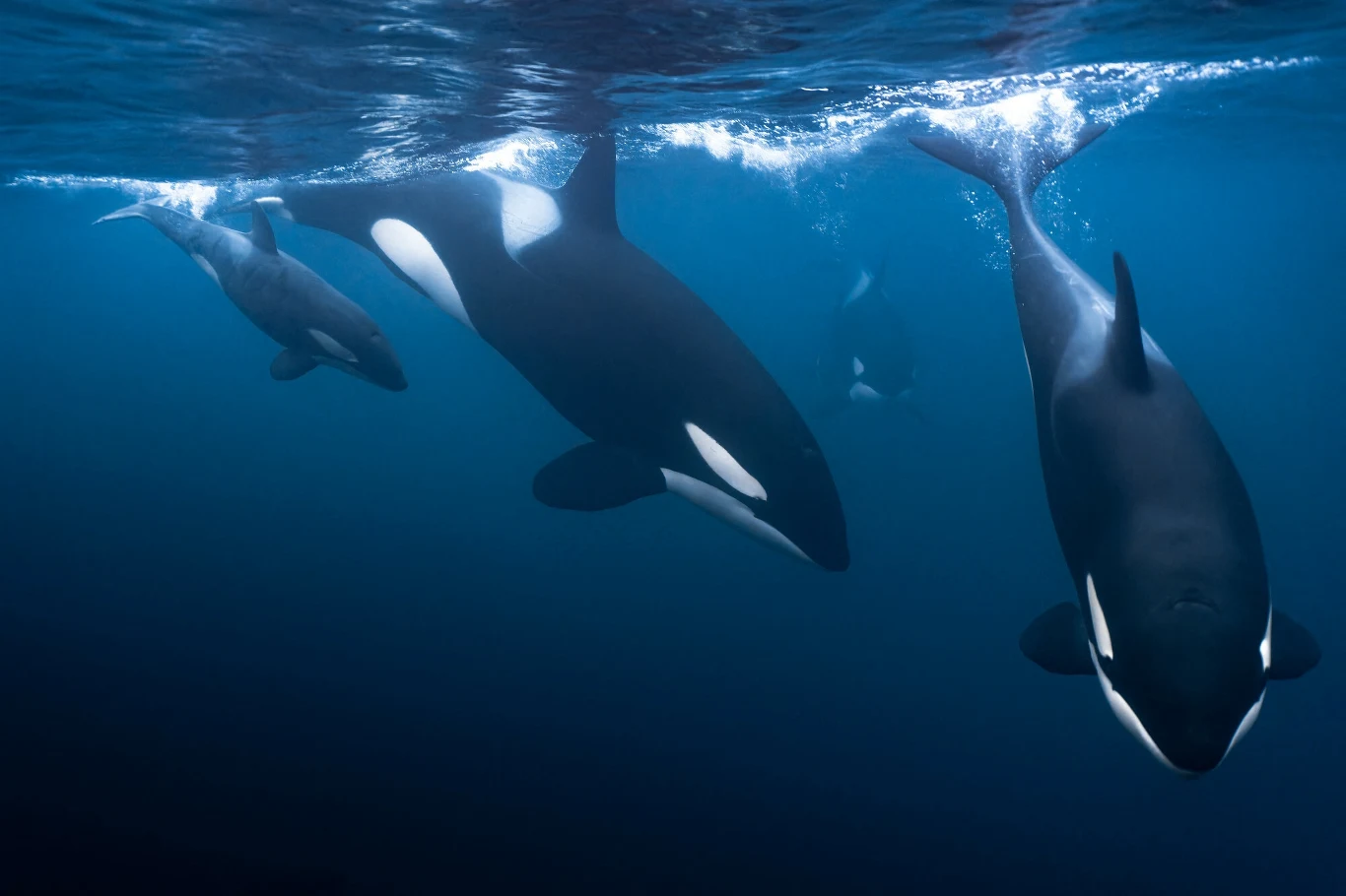 Jacht został zatopiony przez orki (zdj. ilustracyjne) Grupa orek płynących spokojnie pod powierzchnią wody, wyraźne czarno-białe umaszczenie i dynamiczny ruch stada w niebieskiej toni oceanu.