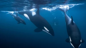 Jacht został zatopiony przez orki (zdj. ilustracyjne)