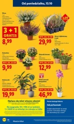 Zakupy pełne oszczędności - Lidl