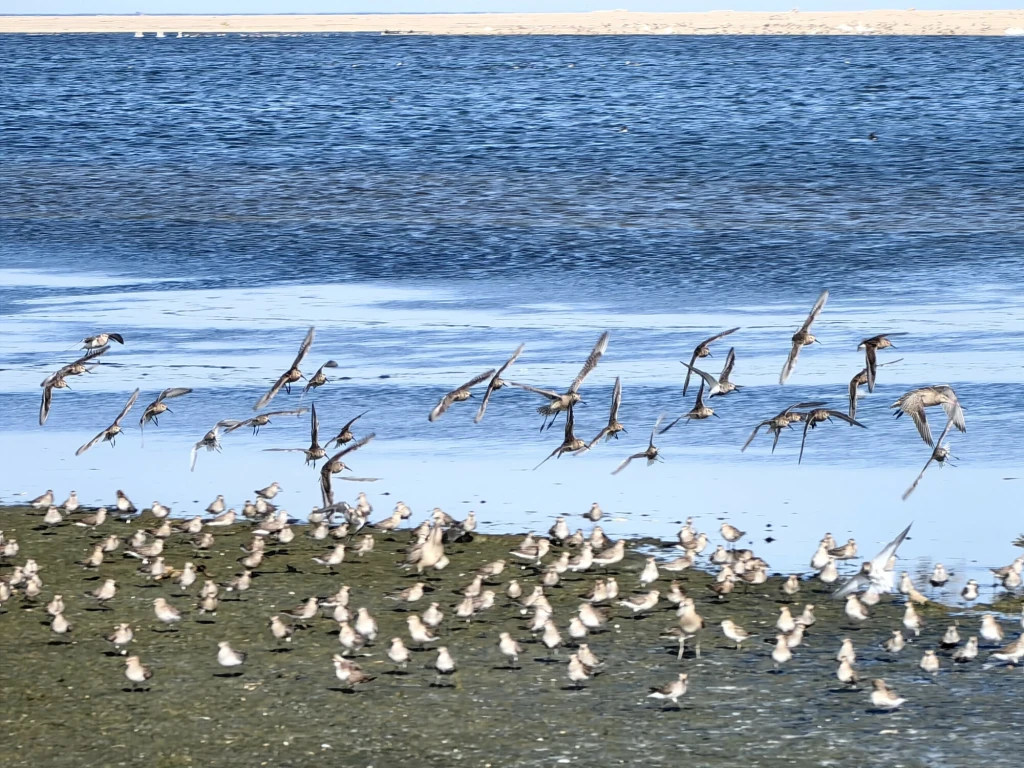 Jesienią na plażach Mierzei Wiślanej zaczyna się ptasi spektakl Jesienią na plażach Mierzei Wiślanej zaczyna się ptasi spektakl