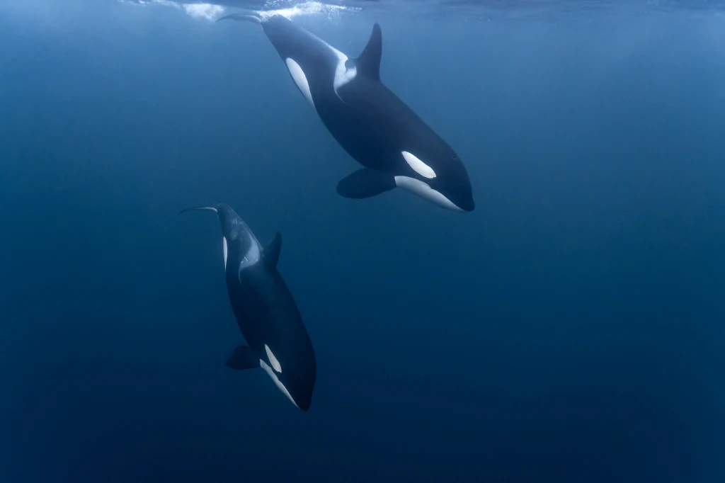 Od początku września br. u brzegów Portugalii doszło do kilkunastu ataków orek na jednostki pływające