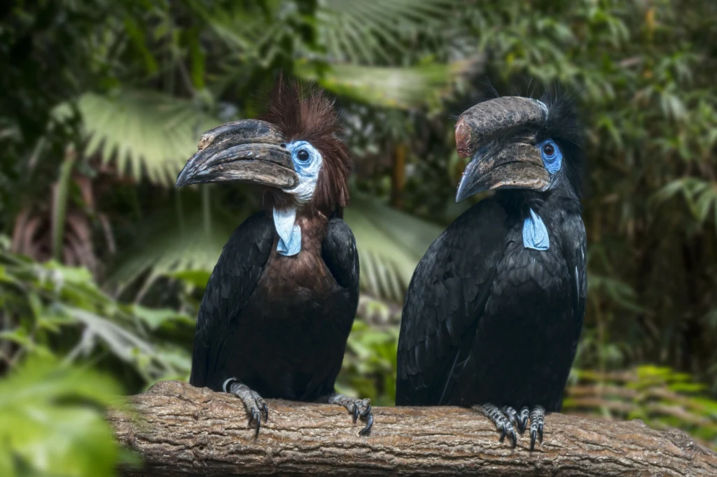 Dzioborożec modrokoralowy z Afryki został uznany za bliski zagrożenia