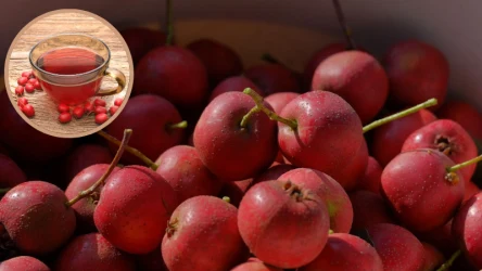 Napar z głogu jest ceniony m.in. za korzystny wpływ na serce i układ krążenia