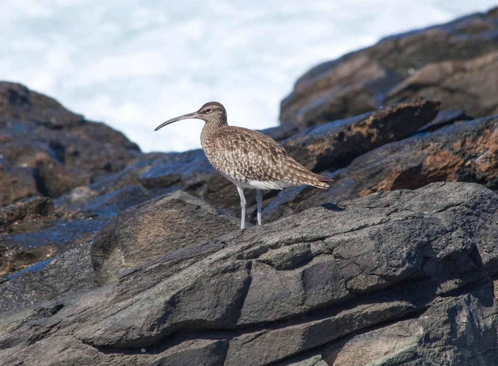 Kulik ciemnkodzioby został uznany za ptaka wymarłego Kulik ciemnkodzioby został uznany za ptaka wymarłego