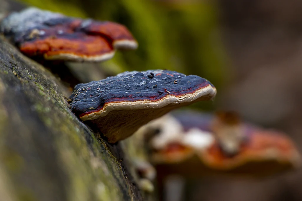 Grzyby nadrzewne, zwane hubami, mają wiele zastosowań
