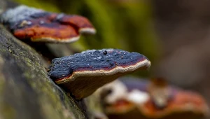 Grzyby nadrzewne, zwane hubami, mają wiele zastosowań