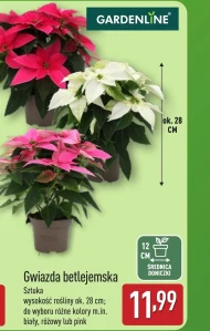 Вифлеємська зірка Gardenline