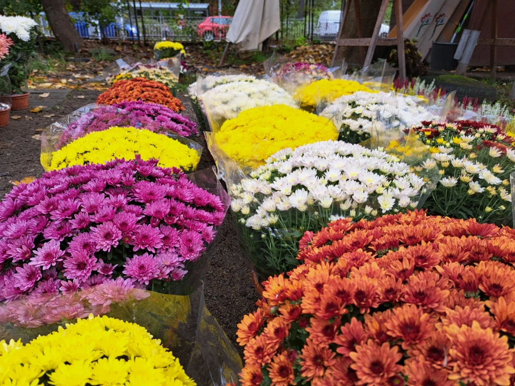 Kwiaty, znicze, donice, nawet kasztany czy żołędzie - nie przynoś ich z cmentarza do domu Kolorowe doniczki z chryzantemami w odcieniach różu, żółci, bieli i pomarańczu ustawione na ziemi, w tle ogrodzenie i drzewa.