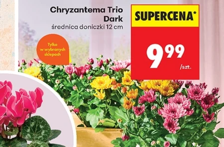 Хризантема
