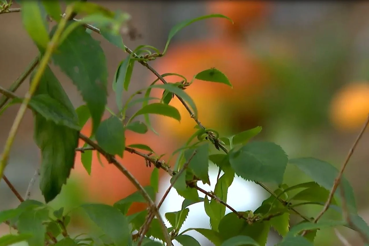 Pomarańczowa bomba witaminowa Zielone liście oraz cienkie gałązki rośliny na pierwszym planie, rozmyte pomarańczowe i białe plamy w tle, naturalne oświetlenie, miękka głębia ostrości podkreślająca fragment natury.
