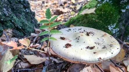 Najbardziej trujący grzyb w Polsce. Jak rozpoznać muchomora sromotnikowego?