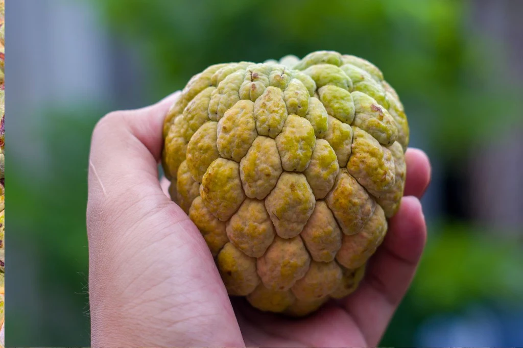 Dłoń trzymająca owoc cherymoi, owoc o nieregularnej powierzchni pokrytej zielonkawo-żółtymi łuskami na rozmytym zielonym tle.