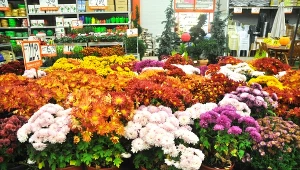 Takich chryzantem nie kupuj. Nie dotrwają nawet do Wszystkich Świętych