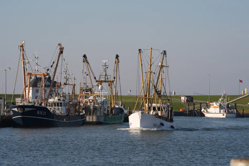 Ryby w Bałtyku częściowo silnie zanieczyszczone PFAS Ryby w Bałtyku częściowo silnie zanieczyszczone PFAS