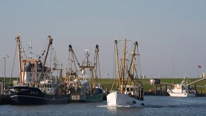 Ryby w Bałtyku częściowo silnie zanieczyszczone PFAS