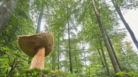 Podgrzybek zajączek, choć jadalny, może być niebezpieczny dla zdrowia