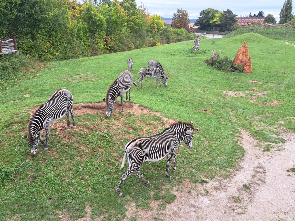 Zebry i lwy są jedną z największych atrakcji Safari Parku Grupa zebr pasąca się na zielonej łące z wysoką trawą i niewielkimi pagórkami, w tle widoczny wysoki kopiec termitów oraz drzewa graniczące z otwartą przestrzenią