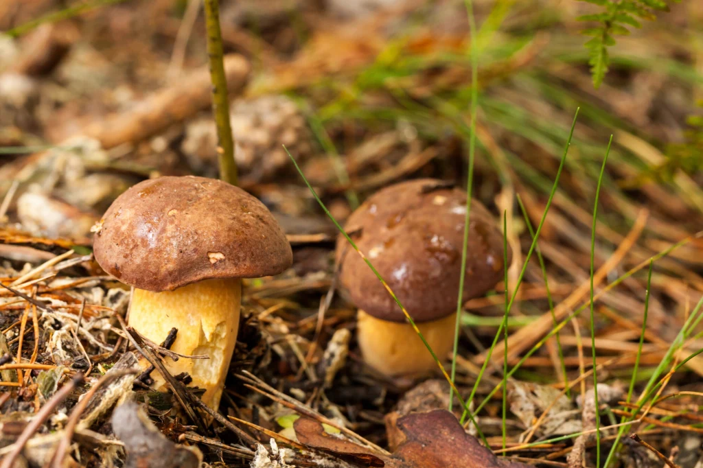 Maleńkie podgrzybki idealnie nadają się do zamarynowania w słoiku Dwa borowiki rosnące w ściółce leśnej otoczone suchymi igłami, gałązkami i zieloną trawą.
