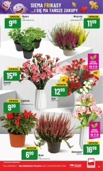 Smakuj jesień z rabatem – Polomarket