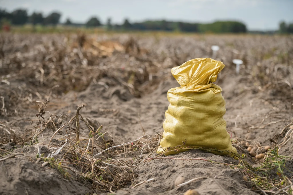 Współwłaściciel gorzelni z Podkarpacia stracił 150 ton ziemniaków w jeden weekend. Ktoś puścił plotkę, że są do wzięcia (zdj. ilustracyjne)