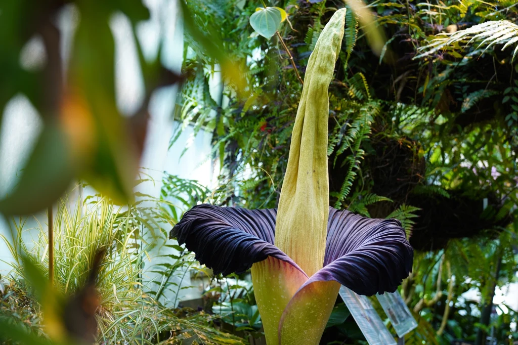 Dziwidło olbrzymie w Ogrodzie Botanicznym Uniwersytetu Warszawskiego. Zdjęcie archiwalne Dziwidło olbrzymie w Ogrodzie Botanicznym Uniwersytetu Warszawskiego. Zdjęcie archiwalne