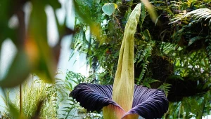 Dziwidło olbrzymie w Ogrodzie Botanicznym Uniwersytetu Warszawskiego. Zdjęcie archiwalne