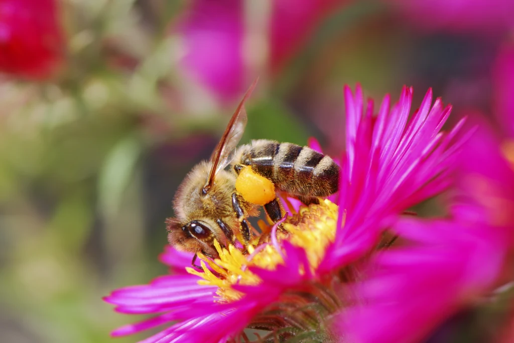 Pszczoła miodna staje się gatunkiem zagrożonym